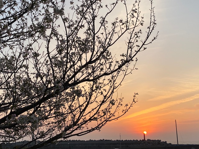 夕陽と桜と猫