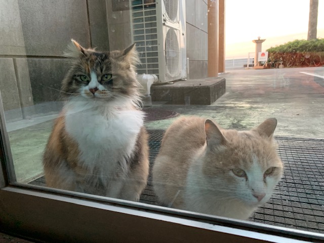 4月5日の夕陽と桜と猫