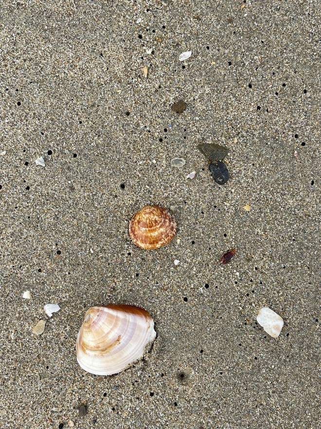 プール開き、海開きのお知らせ～♪